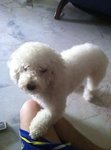 Yuki - Poodle Dog