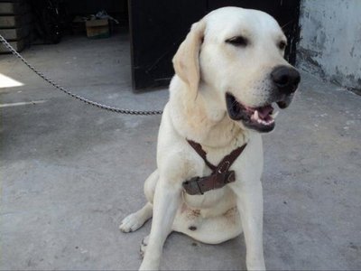 Lucky - Golden Retriever + Schnauzer Dog