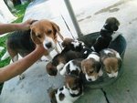 Beagle - Beagle Dog