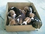 Beagle - Beagle Dog