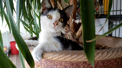 Felix  - Domestic Short Hair Cat