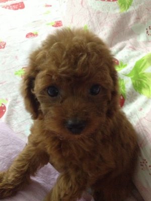 Female Red Toy Poodle - Poodle Dog