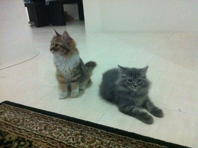 Comel&amp;boboy - Maine Coon + Domestic Long Hair Cat