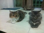 Comel&amp;boboy - Maine Coon + Domestic Long Hair Cat