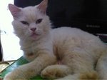 Casper - Domestic Long Hair Cat