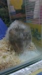 Pheanix - Syrian / Golden Hamster Hamster