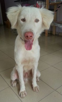 Prince - Golden Retriever Mix Dog