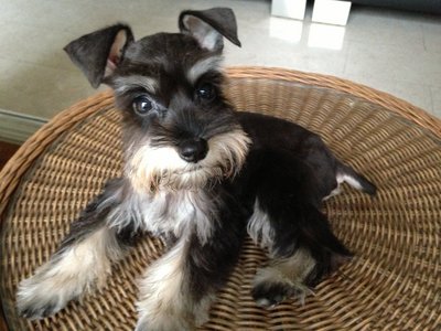 Lexy - Schnauzer Dog