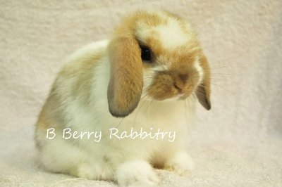 Holland Lop - Broken Tort 01 - Holland Lop Rabbit