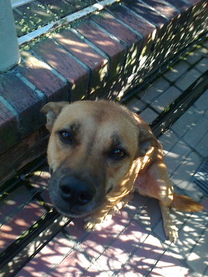 Lily - Mixed Breed Dog