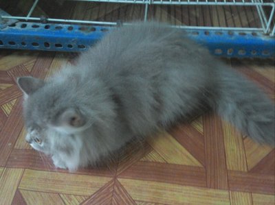 Gray - Persian Cat