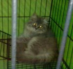 Gray - Persian Cat