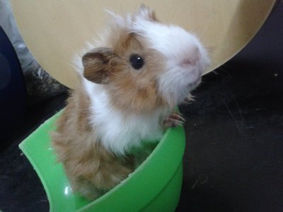 Beedo - Guinea Pig Small & Furry