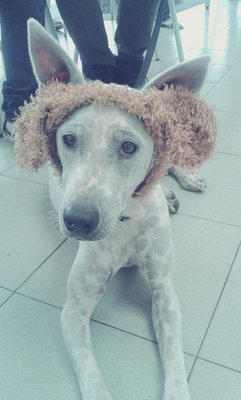 Snowy - Dalmatian + Shar Pei Dog