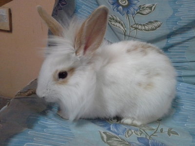 Unknown - Angora Rabbit Rabbit