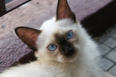 Ee - Siamese Cat