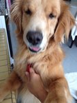 Brandy - Golden Retriever Dog