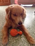 Brandy - Golden Retriever Dog