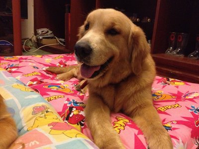 Brandy - Golden Retriever Dog