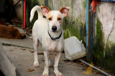 Peter - Mixed Breed Dog