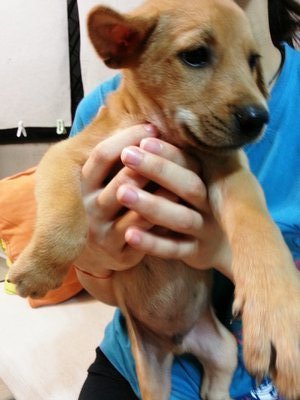 Milo Brown - Mixed Breed Dog