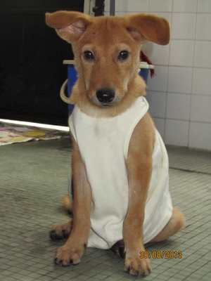 Kopi-diam (Kopitiam) - Mixed Breed Dog