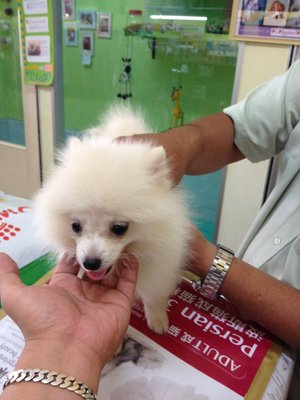 PF47991 - Pomeranian Dog