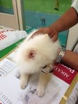 PF47991 - Pomeranian Dog