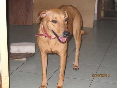 Ah Girl - Mixed Breed Dog