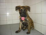 Carita - Mixed Breed Dog