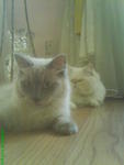 PF4819 - Applehead Siamese + Persian Cat