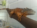 My Lovey Red Iguana