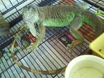 My Greenish Iggy