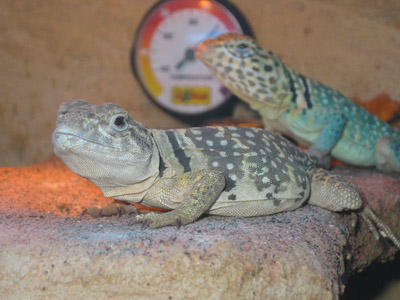Mr&amp;mrs Collared - Iguana Reptile