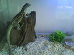 Butterfly Agama - Buddy - Lizard Reptile