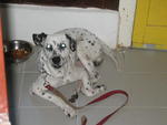 Doggy - Dalmatian Dog
