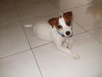 Toby - Jack Russell Terrier Dog