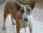 Hiro - Bull Terrier Dog