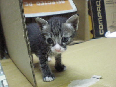Baby - Domestic Short Hair Cat