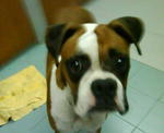 Jackie - Boxer Dog