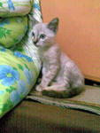 Bluee Aka Biru - Siamese + Domestic Short Hair Cat