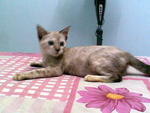 Bluee Aka Biru - Siamese + Domestic Short Hair Cat