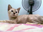 Bluee Aka Biru - Siamese + Domestic Short Hair Cat