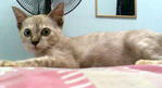 Bluee Aka Biru - Siamese + Domestic Short Hair Cat