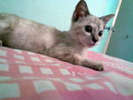 Bluee Aka Biru - Siamese + Domestic Short Hair Cat