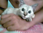 Bluee Aka Biru - Siamese + Domestic Short Hair Cat