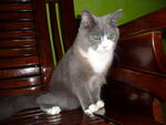 Bou Bou - Domestic Long Hair Cat