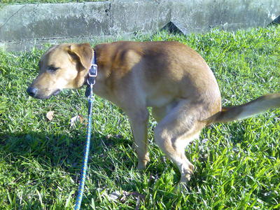 Ollie - Labrador Retriever + Doberman Pinscher Dog