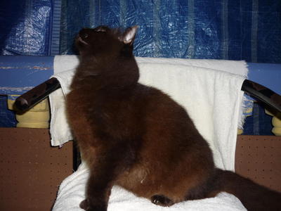 Black - Domestic Long Hair Cat