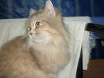 Lou Lou - Domestic Long Hair Cat